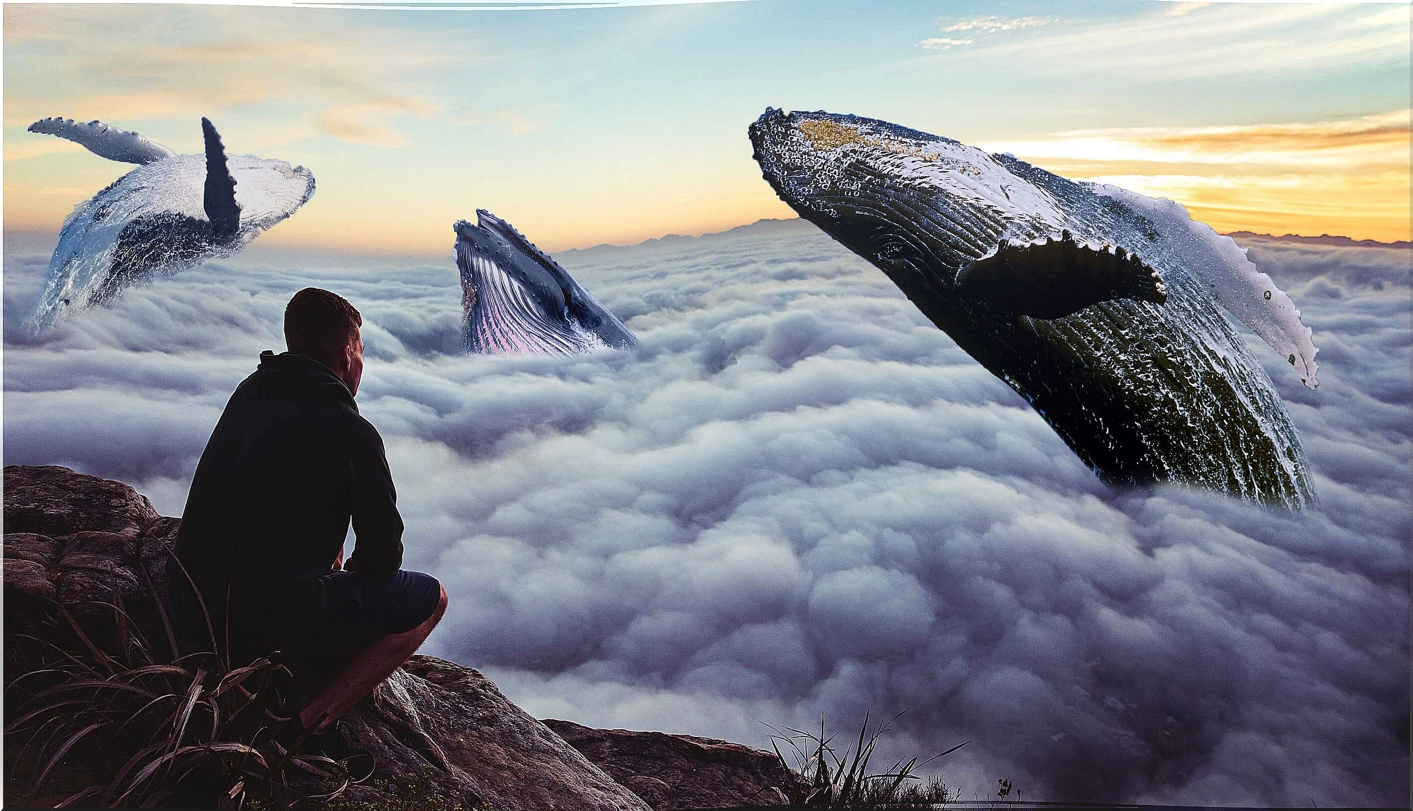 man looking at the sky with whales