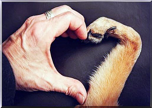 Human hand with that of a dog making a heart