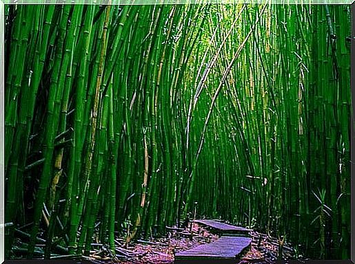 forest symbolizing how to be like bamboo