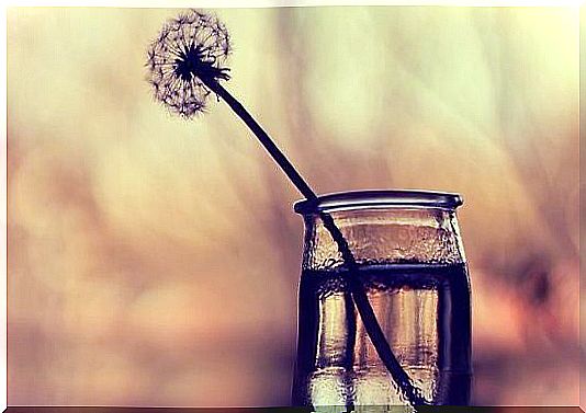 dandelion in a glass representing silence