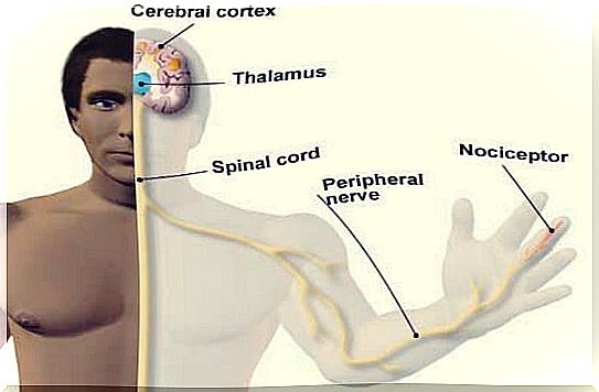 man with nerve fibers and nociceptors