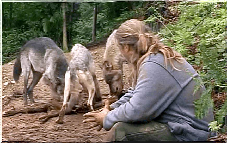 Shaun Ellis with wolves