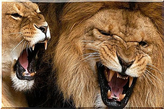 couple of lions roaring with cry