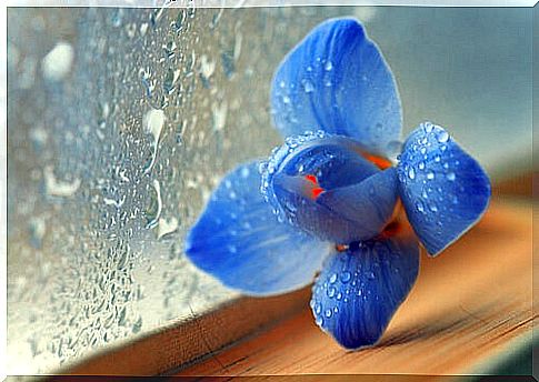 Blue flower and glass wet from the rain